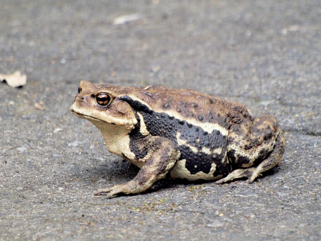 Jak działa chatbot dla szkoły - creatures, frog, it, sumo, how to, big frog, big frog, big frog, big frog, big frog, big frog